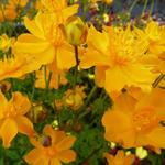 Trollius asiaticus - Aziatische kogelbloem