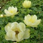 Trollius x cultorum 'New Moon' - Kogelbloem