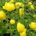 Trollius europaeus - Kogelbloem