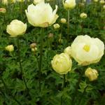 Trollius x cultorum 'Alabaster' - Kogelbloem