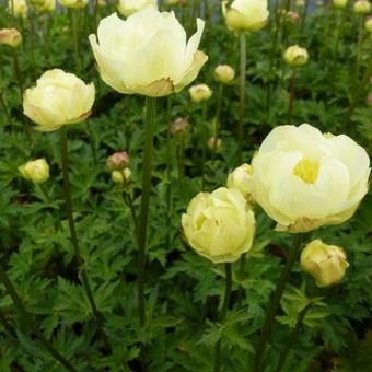 Trollius x cultorum 'Alabaster'