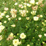 Trollius x cultorum 'Taleggio' - Kogelbloem