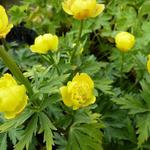 Trollius 'Lemon Queen' - Kogelbloem