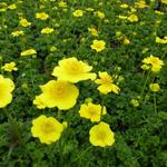 Trollius pumilus - Globebloem