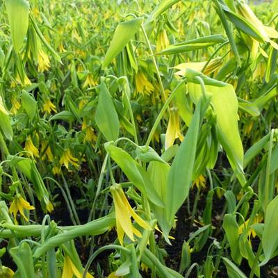 Uvularia grandiflora - Huigkruid