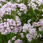 Valeriaan - Valeriana officinalis