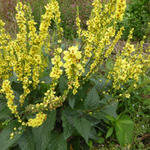 Verbascum nigrum - Zwarte toorts