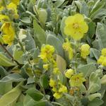 Verbascum bombyciferum 'Polarsommer' - Toorts