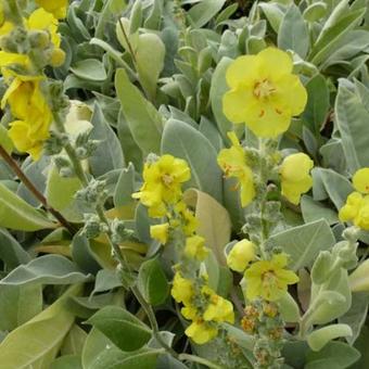 Verbascum bombyciferum 'Polarsommer'