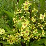 Verbascum chaixii - Toorts