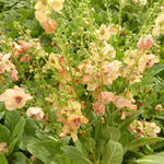 Verbascum 'Jackie' - Toorts