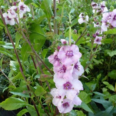 Toorts - Verbascum 'Pink Domino'