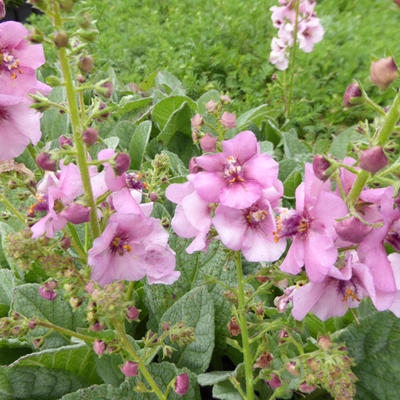 Toorts - Verbascum 'Rosie'