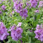 Verbascum 'Sugar Plum' - Toorts