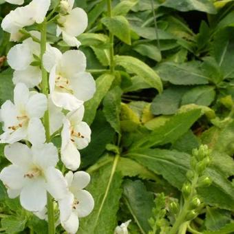 Verbascum hybrid 'White Domino'