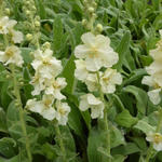 Verbascum phlomoides 'Spica' - Witte toorts