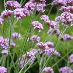 Verbena bonariensis - IJzerhard