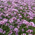 IJzerhard - Verbena bonariensis 'Lollipop'