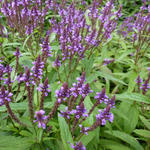 Verbena hastata - IJzerhard - Verbena hastata