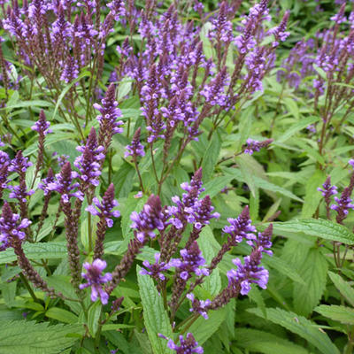 Verbena hastata - IJzerhard