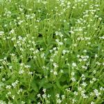 IJzerhard - Verbena hastata 'Alba'