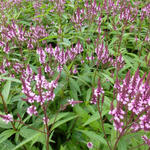 Verbena hastata 'Rosea' - IJzerhard - Verbena hastata 'Rosea'