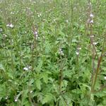 Verbena officinalis - IJzerhard