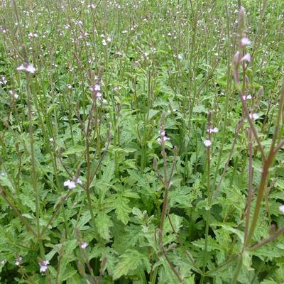 IJzerhard - Verbena officinalis