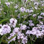 Verbena rigida 'Polaris' - IJzerhard