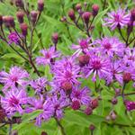 Vernonia crinita 'Mammuth' - Vernonia, IJzerkruid - Vernonia crinita 'Mammuth'