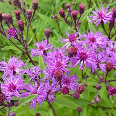 Vernonia crinita 'Mammuth' - Vernonia, IJzerkruid