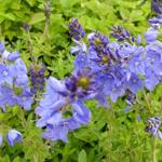 Veronica austriaca subsp. teucrium 'Royal Blue' - Ereprijs