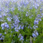 Veronica austriaca 'Shirley Blue' - Ereprijs