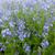 Veronica austriaca 'Shirley Blue'