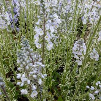 Veronica gentianoides 'Variegata'