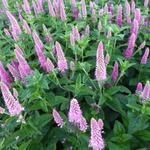 Veronica spicata 'FIRST Love' - Ereprijs