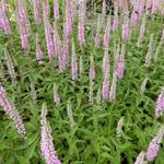 Veronica longifolia 'Pink Damask' - Ereprijs