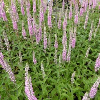 Veronica longifolia 'Pink Damask'