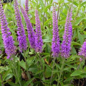 Veronica spicata 'Purpleicious'