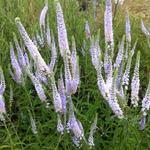 Veronica spicata 'Lila Karina' - Ereprijs