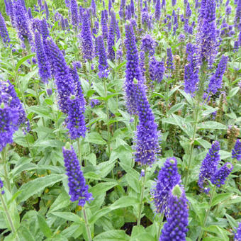 Veronica longifolia 'Marietta'