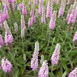 Veronica longifolia ' Pink Eveline'  - Lange ereprijs