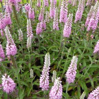 Veronica longifolia ' Pink Eveline'