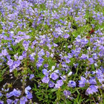 Veronica prostrata