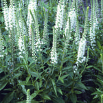 Veronica spicata 'Alba' - Ereprijs