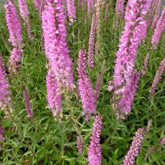 Veronica spicata 'Barcarolle'