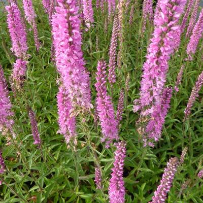 Ereprijs - Veronica spicata 'Barcarolle'