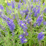 Veronica spicata 'Blaufuchs' - Ereprijs