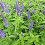 Veronica spicata 'Dark Maetje' - Ereprijs