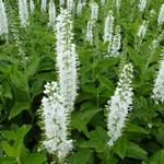 Veronica spicata 'Icicle' - Ereprijs